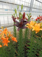 [4083 Black Charm VZ No201.JPG]